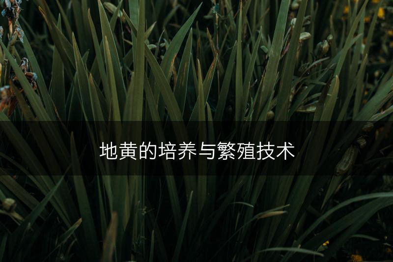 地黄的培养与繁殖技术(图1)