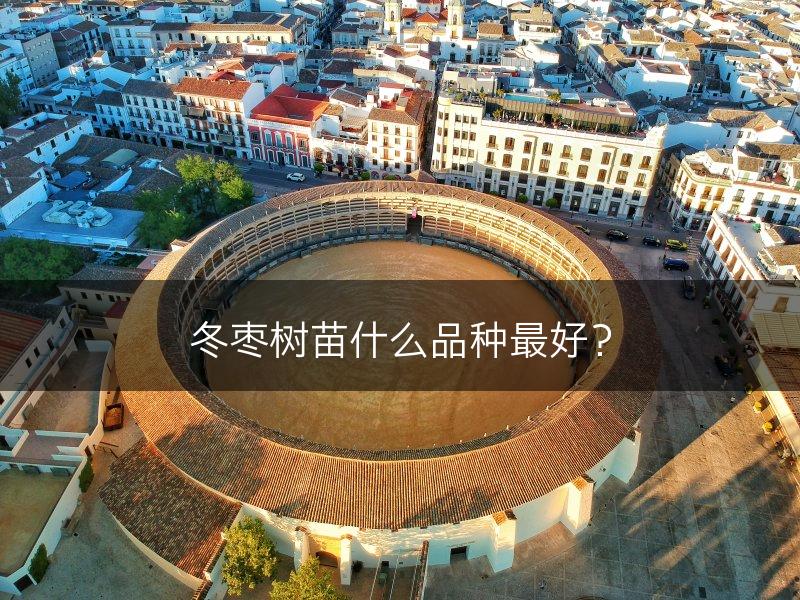 冬枣树苗什么品种最好？(图1)