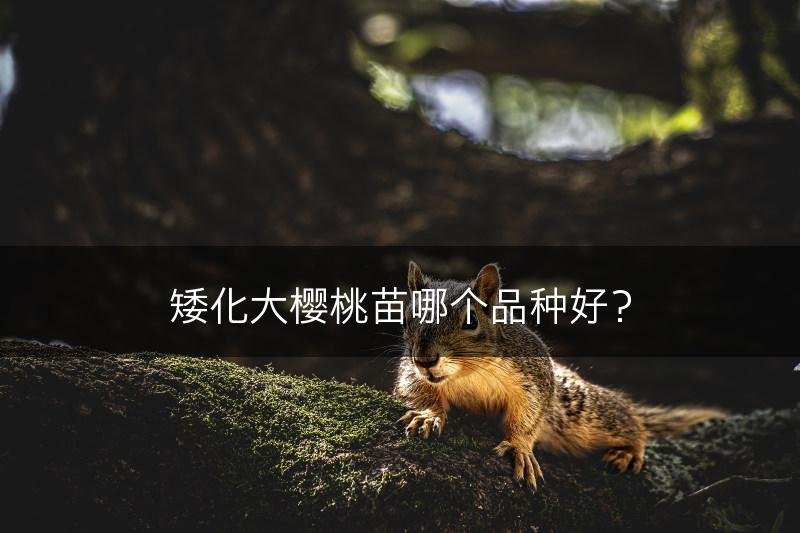 矮化大樱桃苗哪个品种好？(图1)
