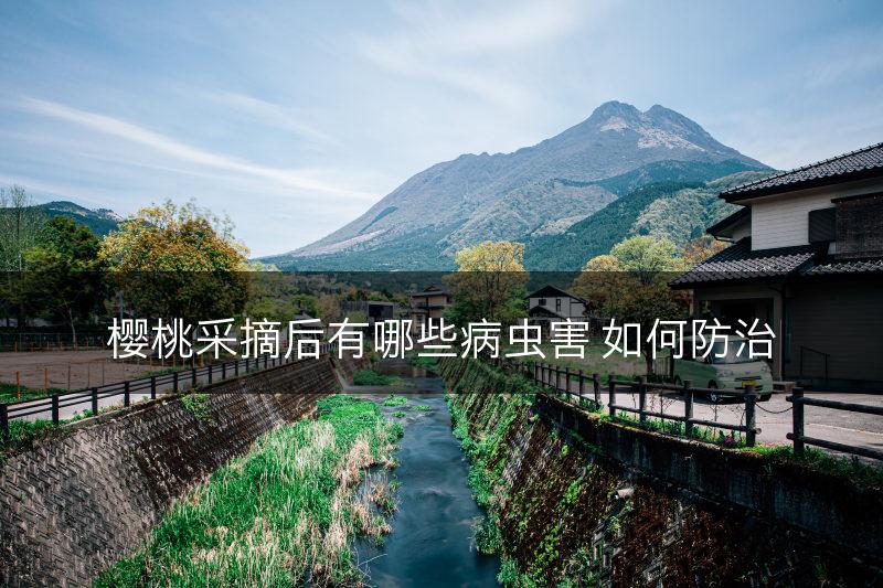 樱桃采摘后有哪些病虫害 如何防治(图1)
