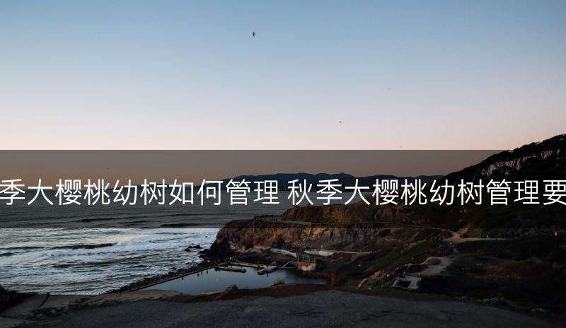 秋季大樱桃幼树如何管理 秋季大樱桃幼树管理要点(图1)
