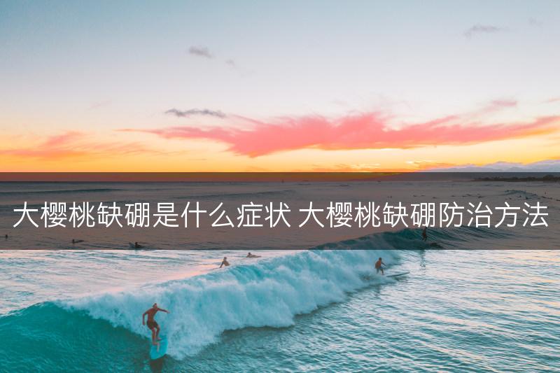 大樱桃缺硼是什么症状 大樱桃缺硼防治方法(图1)