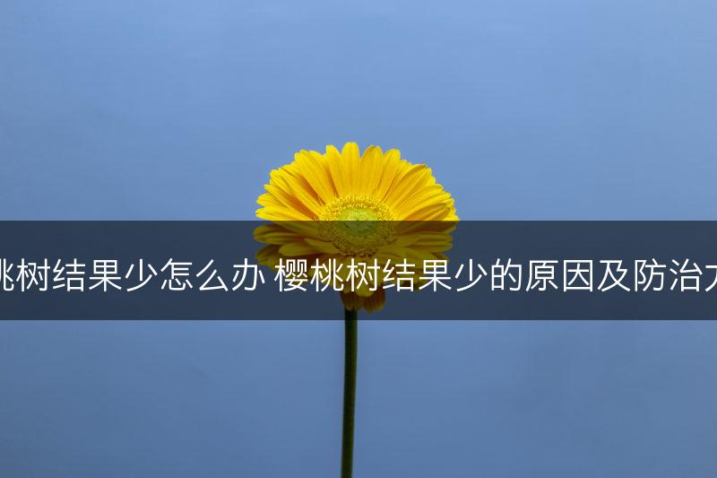 樱桃树结果少怎么办 樱桃树结果少的原因及防治方法(图1)