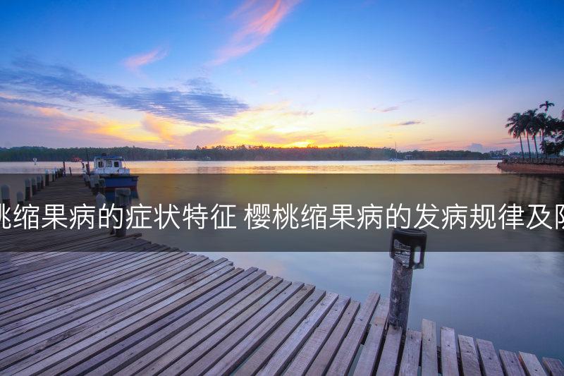 樱桃缩果病的症状特征 樱桃缩果病的发病规律及防治(图1)