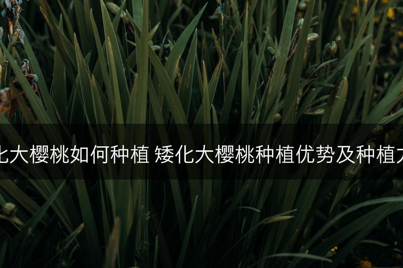 矮化大樱桃如何种植 矮化大樱桃种植优势及种植方法(图1)