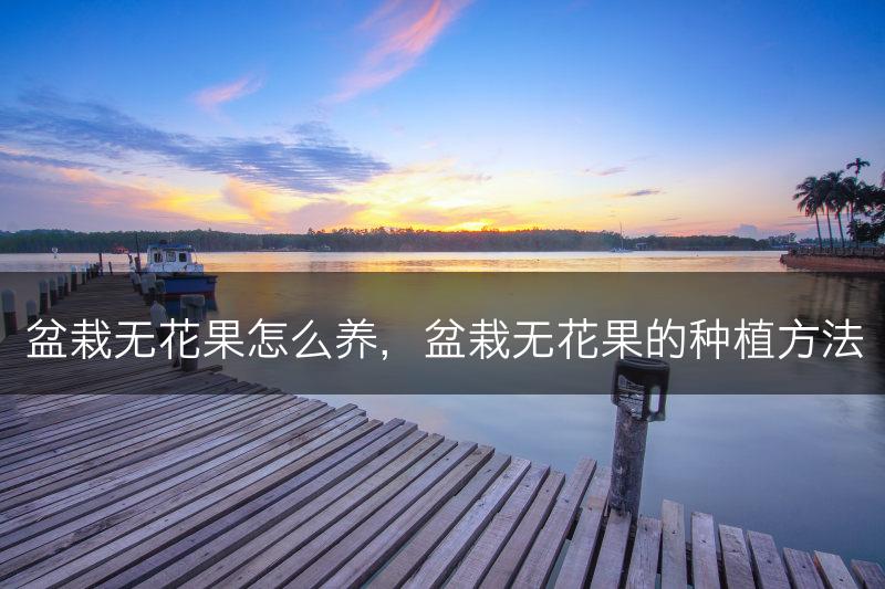 盆栽无花果怎么养，盆栽无花果的种植方法(图1)