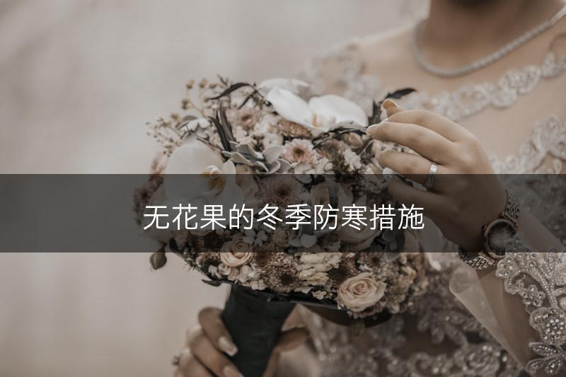 无花果的冬季防寒措施(图1)