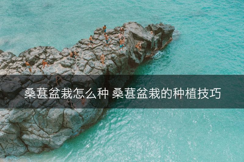 桑葚盆栽怎么种 桑葚盆栽的种植技巧(图1)
