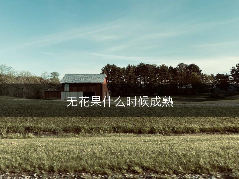 无花果什么时候成熟(图1)