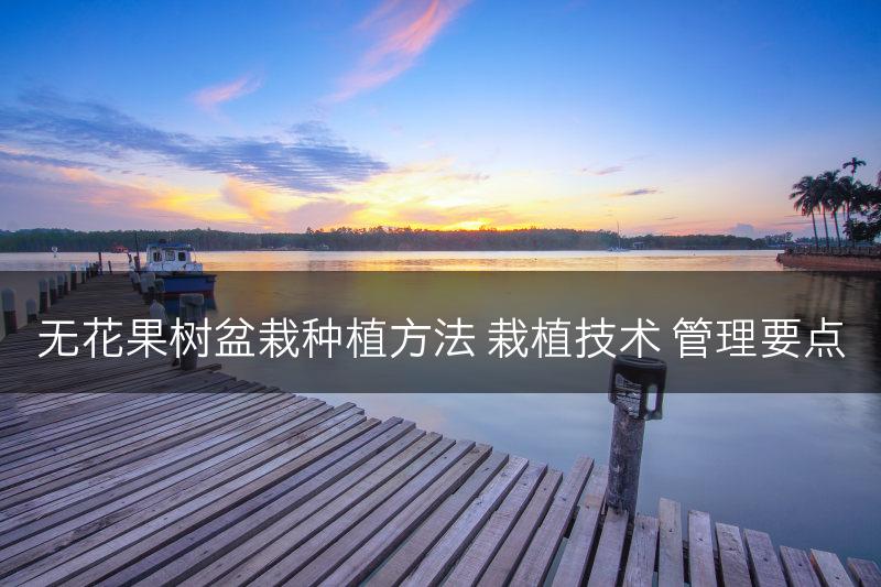 无花果树盆栽种植方法 栽植技术 管理要点(图1)