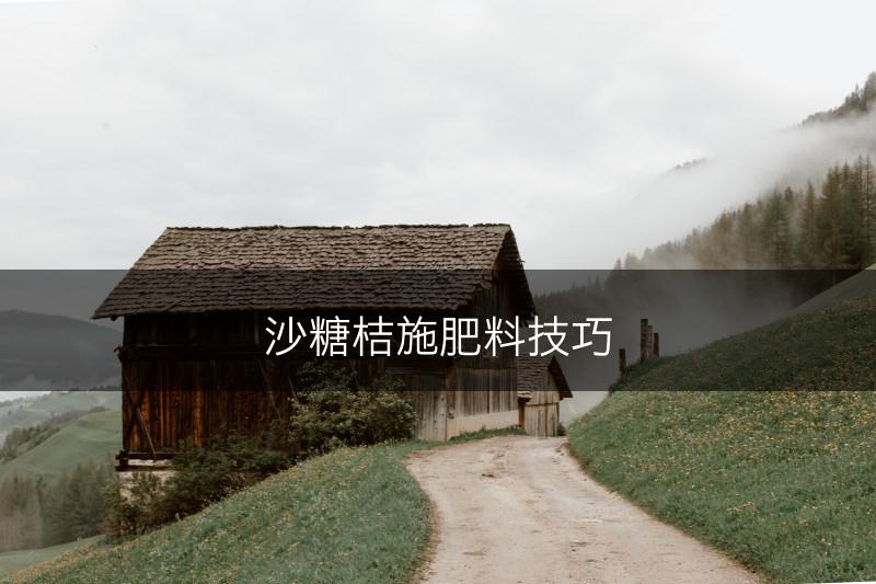 沙糖桔施肥料技巧(图1)