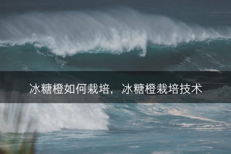冰糖橙如何栽培，冰糖橙栽培技术(图1)