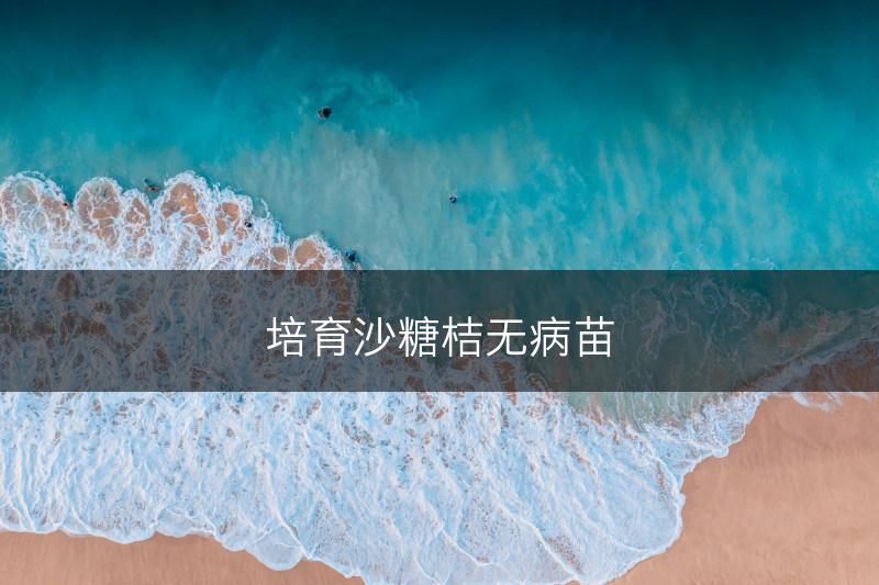 培育沙糖桔无病苗(图1)