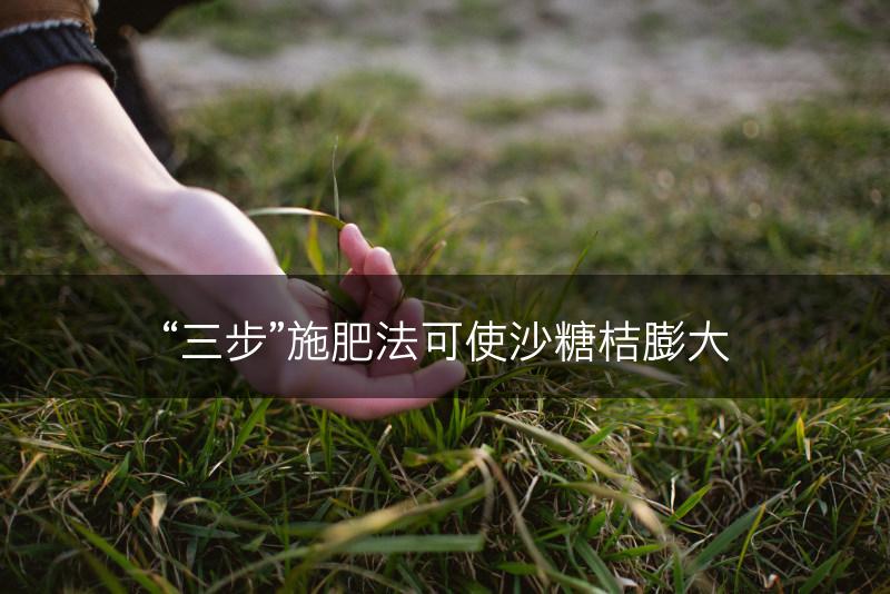 “三步”施肥法可使沙糖桔膨大(图1)