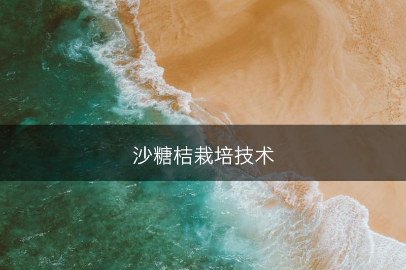 沙糖桔栽培技术(图1)