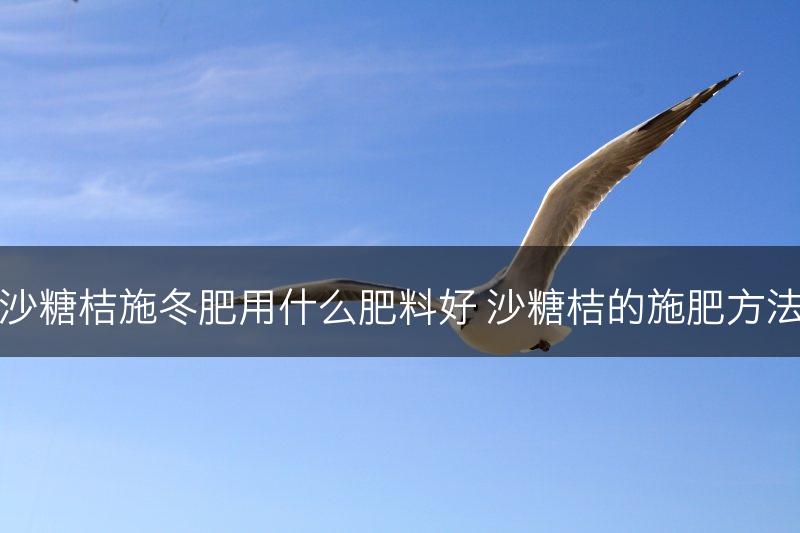 沙糖桔施冬肥用什么肥料好 沙糖桔的施肥方法(图1)