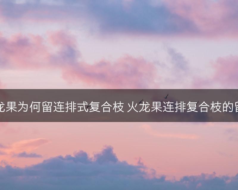 火龙果为何留连排式复合枝 火龙果连排复合枝的留法(图1)