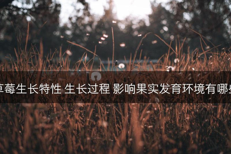 草莓生长特性 生长过程 影响果实发育环境有哪些(图1)