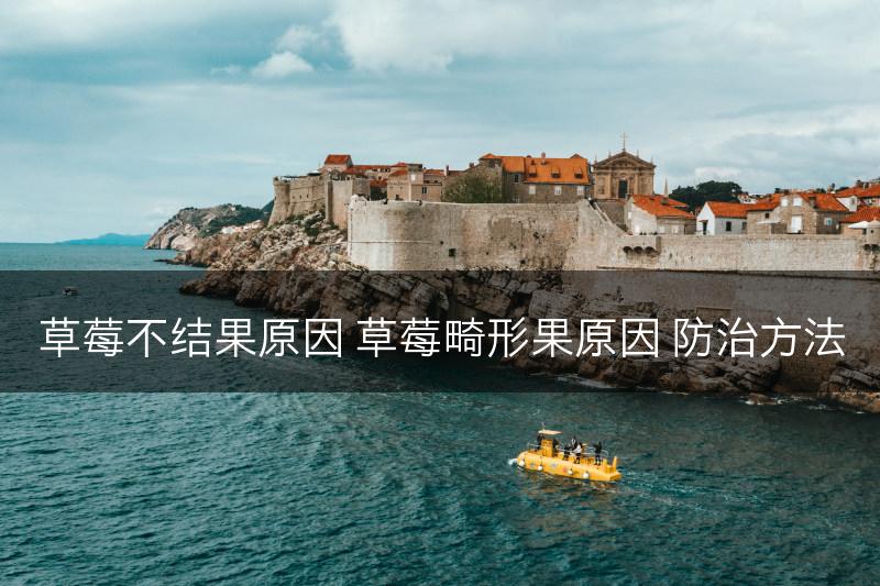 草莓不结果原因 草莓畸形果原因 防治方法(图1)