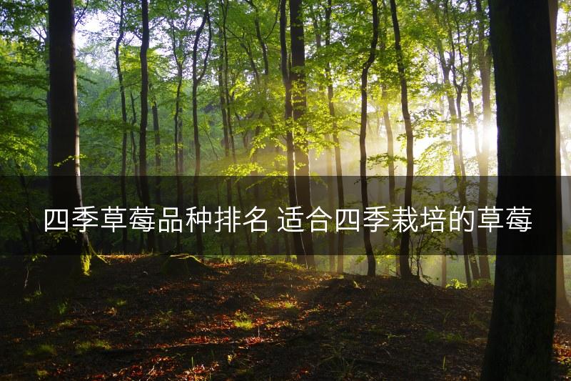 四季草莓品种排名 适合四季栽培的草莓(图1)