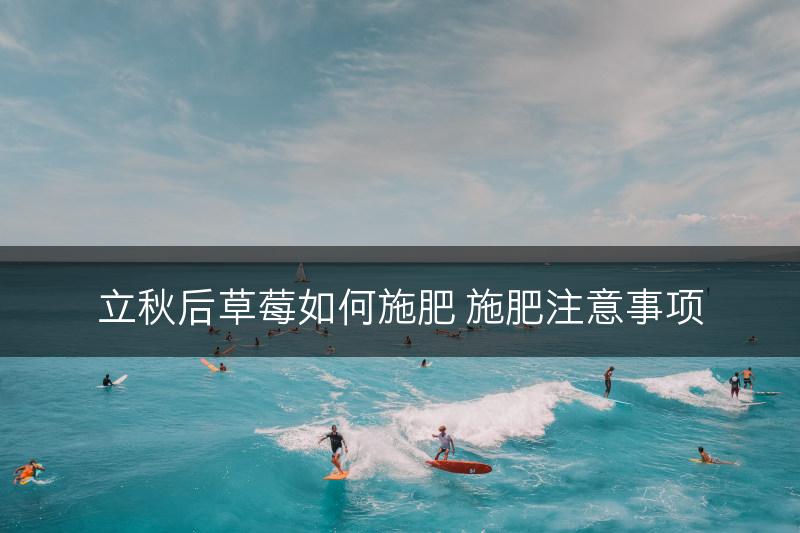 立秋后草莓如何施肥 施肥注意事项(图1)