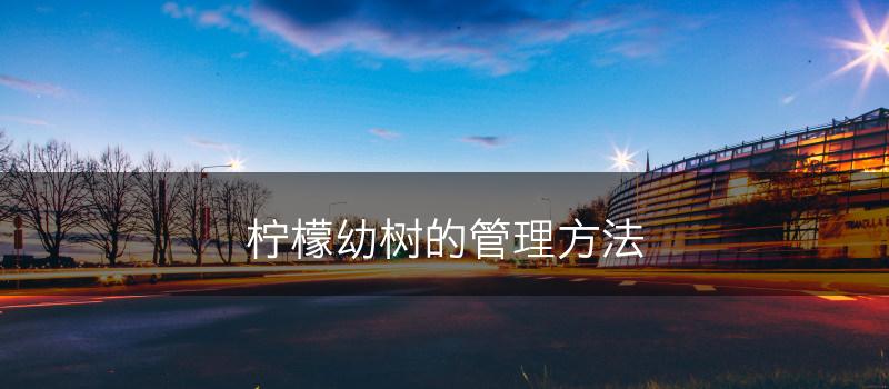 柠檬幼树的管理方法(图1)