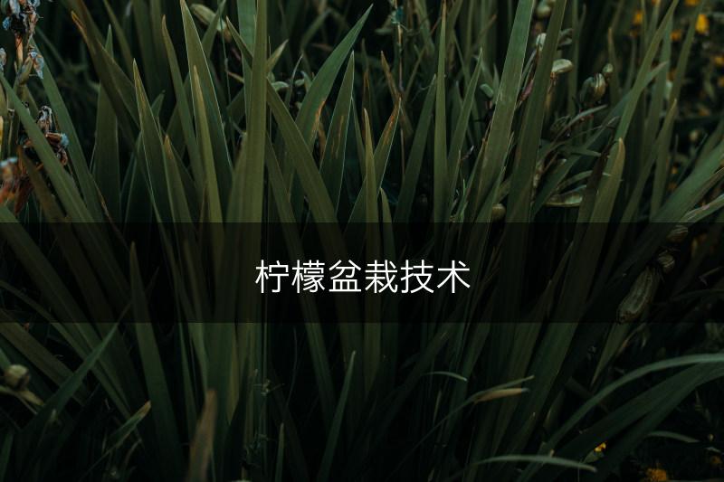 柠檬盆栽技术(图1)