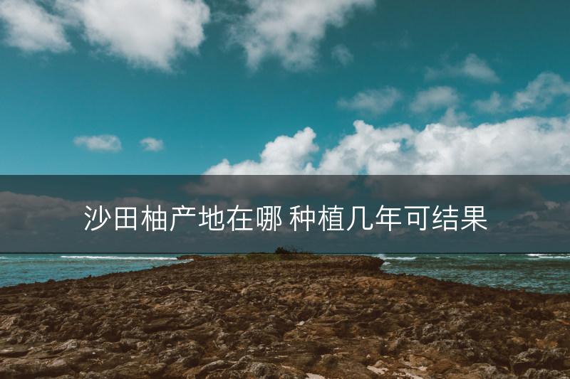 沙田柚产地在哪 种植几年可结果(图1)