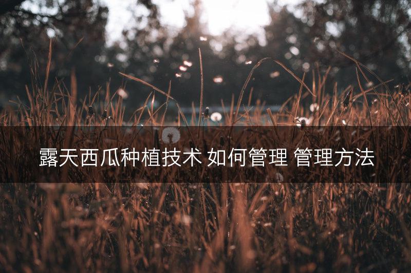 露天西瓜种植技术 如何管理 管理方法(图1)