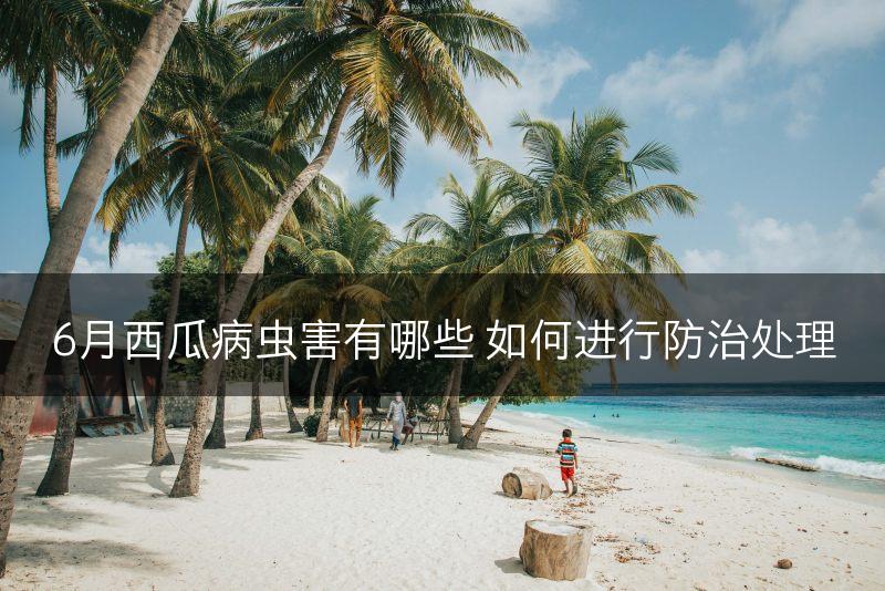 6月西瓜病虫害有哪些 如何进行防治处理(图1)