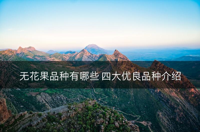 无花果品种有哪些 四大优良品种介绍(图1)