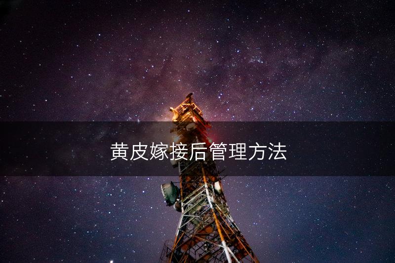 黄皮嫁接后管理方法(图1)