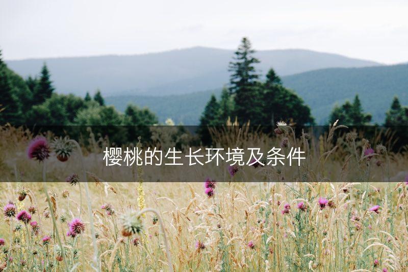 樱桃的生长环境及条件(图1)