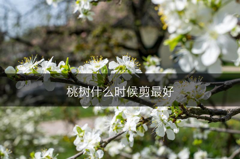 桃树什么时候剪最好(图1)
