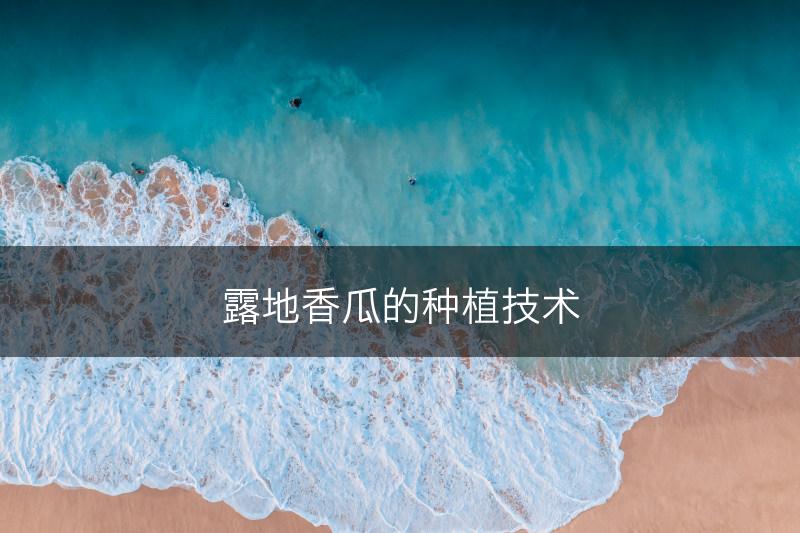 露地香瓜的种植技术(图1)