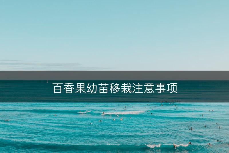 百香果幼苗移栽注意事项(图1)
