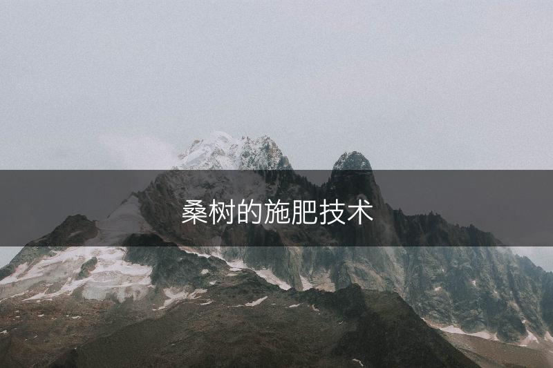 桑树的施肥技术(图1)