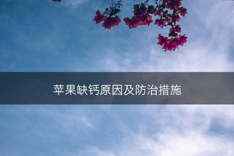 苹果缺钙原因及防治措施(图1) 苹果缺钙原因及防治措施(图1)