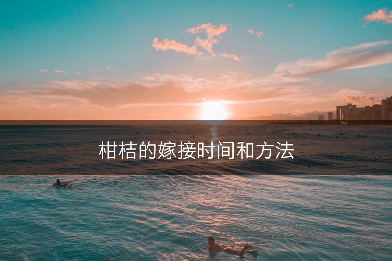 柑桔的嫁接时间和方法(图1) 柑桔的嫁接时间和方法(图1)