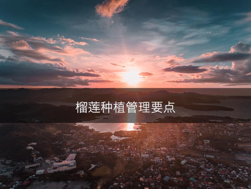 榴莲种植管理要点(图1) 榴莲种植管理要点(图1)