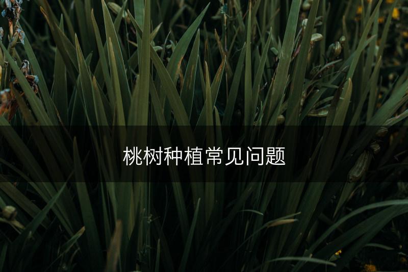 桃树种植常见问题(图1) 桃树种植常见问题(图1)