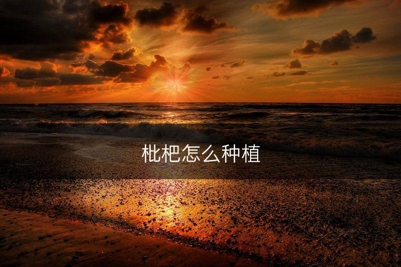 枇杷怎么种植(图1)