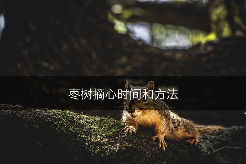 枣树摘心时间和方法(图1)