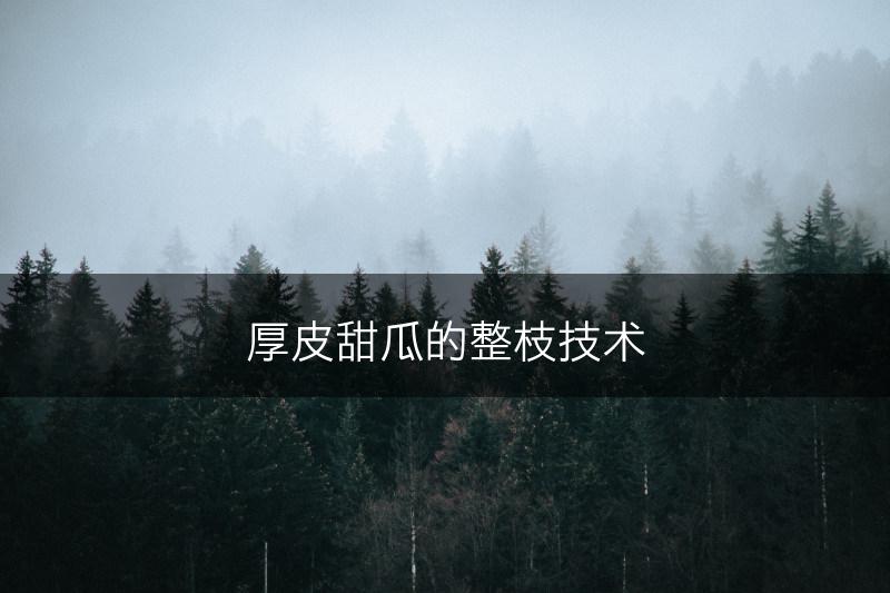 厚皮甜瓜的整枝技术(图1) 厚皮甜瓜的整枝技术(图1)