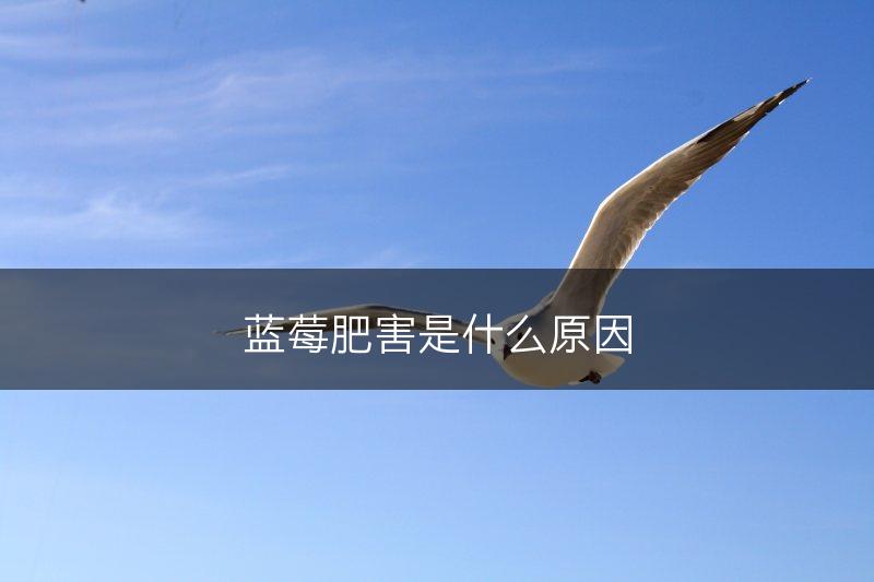 蓝莓肥害是什么原因(图1) 蓝莓肥害是什么原因(图1)