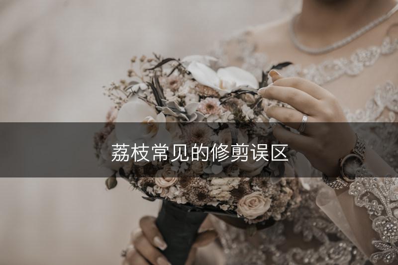 荔枝常见的修剪误区(图1)