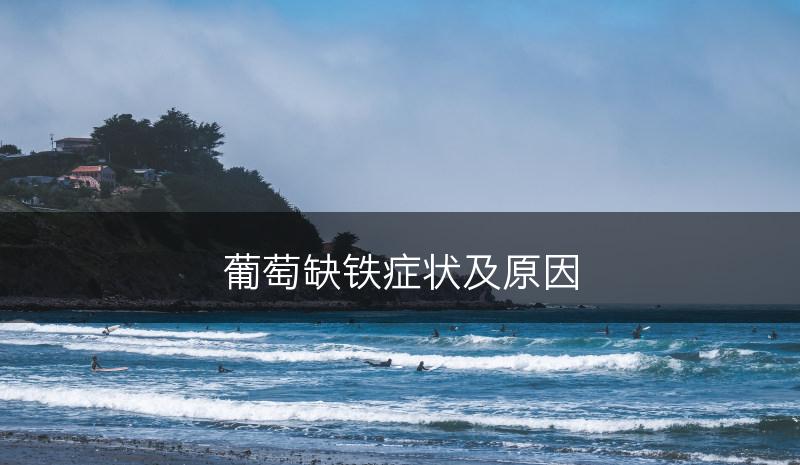 葡萄缺铁症状及原因(图1) 葡萄缺铁症状及原因(图1)