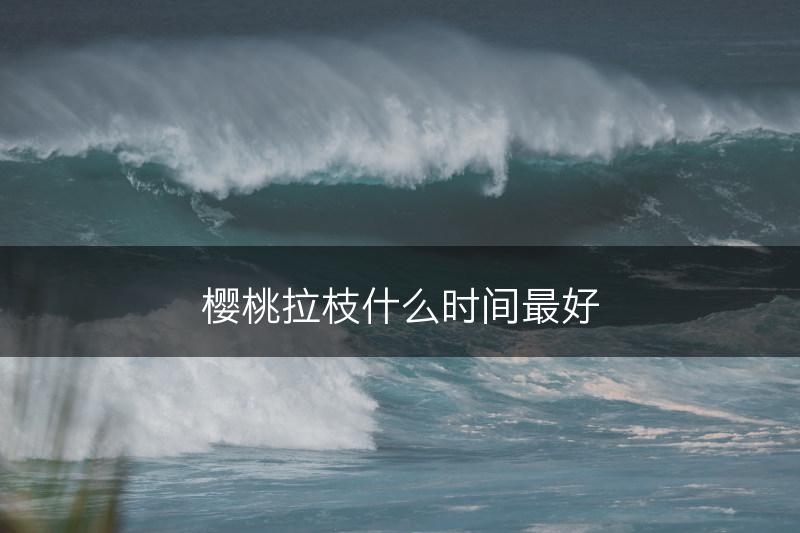 樱桃拉枝什么时间最好(图1) 樱桃拉枝什么时间最好(图1)