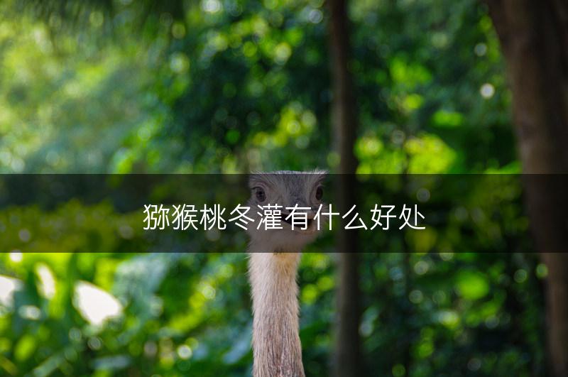 猕猴桃冬灌有什么好处(图1)
