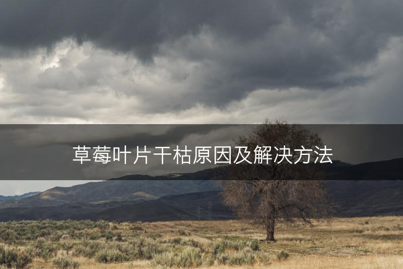 草莓叶片干枯原因及解决方法(图1) 草莓叶片干枯原因及解决方法(图1)